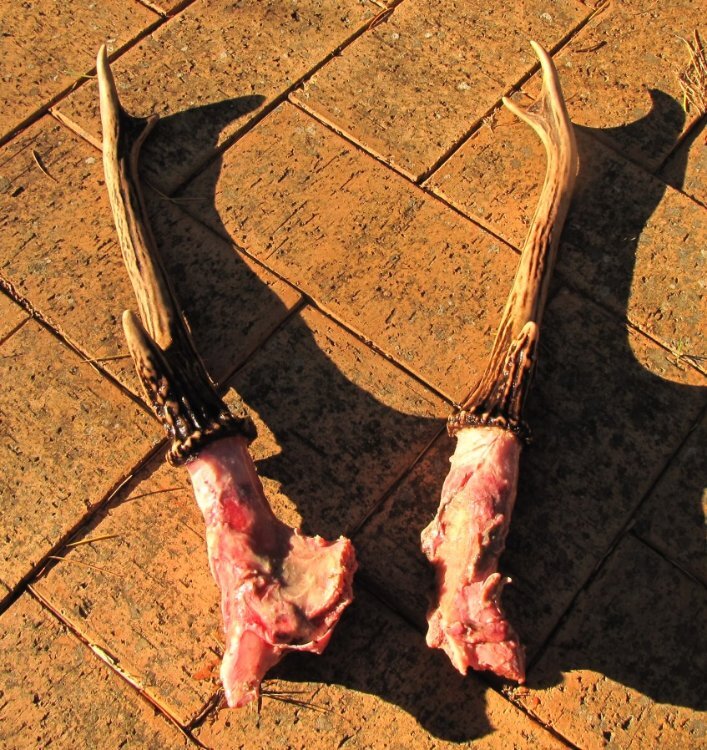 junctionstagskull.jpg.0be36423a3d2ead35f29dc60f46facf1.jpg